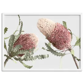 Blushing Banksia Duo Landscape - Art Print